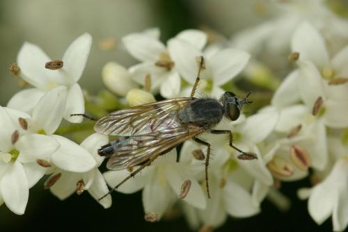 Thereva sp.