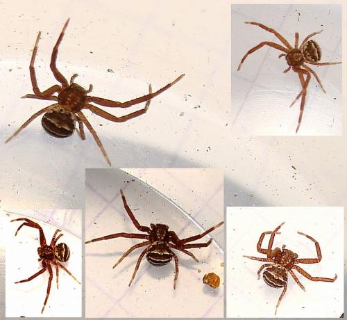 Xysticus sp.