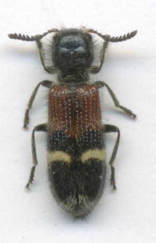 Réf. 47 050 : Tilloidea unifasciata