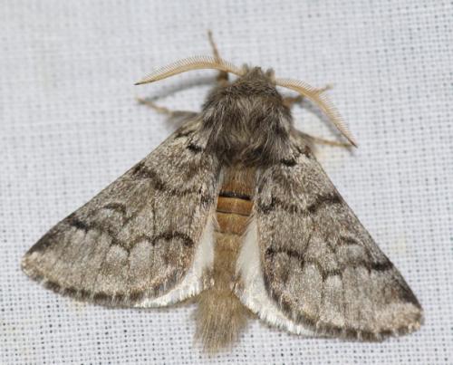 Thaumetopoea pityocampa