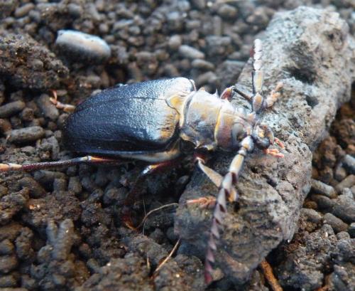 Prionus coriarius