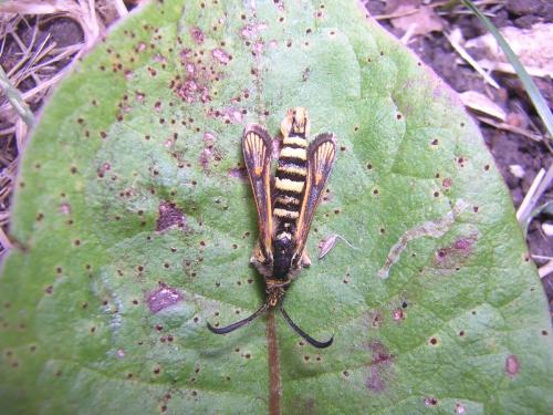 Bembecia sp.