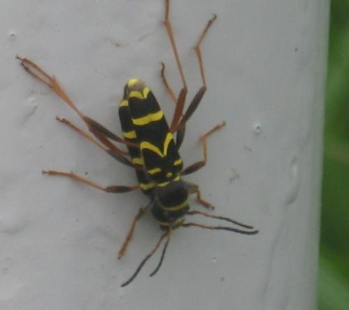 Clytus arietis