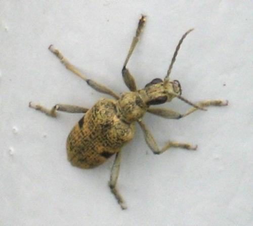 Rhagium mordax