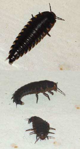 Réf. 47 891 : Silpha tristis