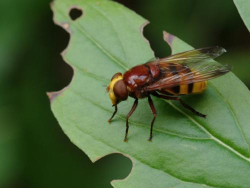 Réf. 47 313 : Volucella zonaria