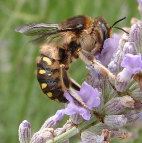 Anthidium septemspinosum