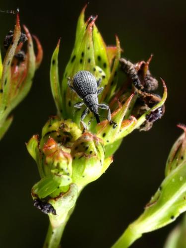 Réf. 47 075 : Pseudoperapion brevirostre