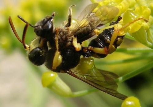 Cerceris sp.