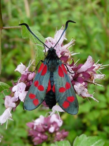 Réf. 47 578 : Zygaena sp.