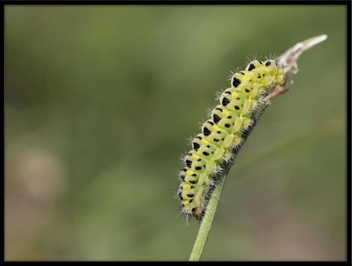 Zygaena sp.