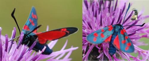 Zygaena filipendulae