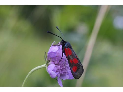 Réf. 47 454 : Zygaena viciae