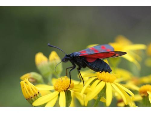 Zygaena filipendulae
