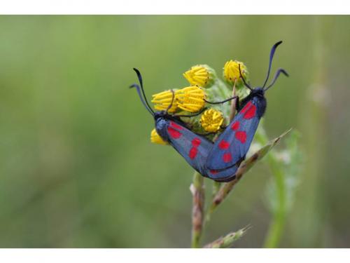 Zygaena filipendulae