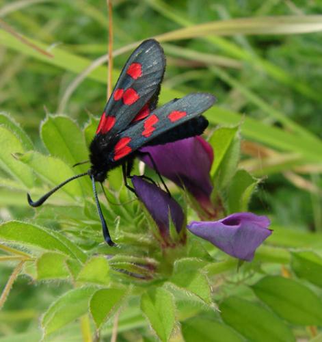 Réf. 47 005 : Zygaena trifolii