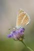 47180 – Photo : Franck BEAUPERE – France (30)