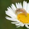 47444 – Photo : patrick derennes – France (44)