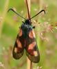 47341 – Photo : patrick derennes – France (44)