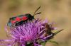 47289 – Photo : patrick derennes – France (44)