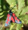 47290 – Photo : patrick derennes – France (44)