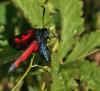 47340 – Photo : patrick derennes – France (44)