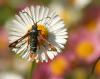47552 – Photo : patrick derennes – France (44)