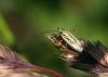47828 – Photo : patrick derennes – France (44)