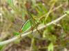47796 – Photo : Patrick Straub – Grèce