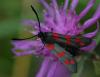 47805 – Photo : Christine DEVILLERS – Belgique