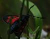 47806 – Photo : Christine DEVILLERS – Belgique