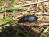 Pterostichus niger
