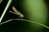 47946 – Photo : Jean-Pierre Grommen – France (47)