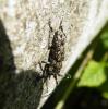 47522 – Photo : E. SERRES – France (74)