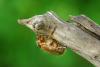 47859 – Photo : Michel Renou – France (22)