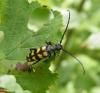 47513 – Photo : E. SERRES – France (74)
