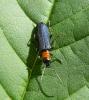 47690 – Photo : E. SERRES – France (74)