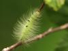 47923 – Photo : Arthropa - Benoit Martha – France (43)