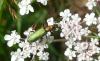 47705 – Photo : Sebastien Maillier – France (07)