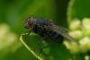 47489 – Photo : jean-claude bernard – France (29)