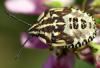 47839 – Photo : Magalie Mazuy – France (25)