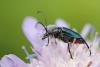 47716 – Photo : Marc Solari – France (68)