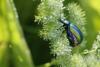 47486 – Photo : Marc Solari – France (68)