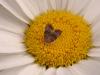 47343 – Photo : Michel Ehrhardt – France (68)