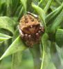 Araneus angulatus