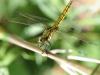47568 – Photo : Bernadette Cassel – France (69)