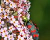 47216 – Photo : Alain Chappuis – France (74)