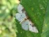 47311 – Photo : Arnaud Jean-Pierre – France (66)
