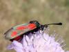 47310 – Photo : Arnaud Jean-Pierre – France (66)