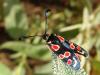 47258 – Photo : Arnaud Jean-Pierre – France (09)